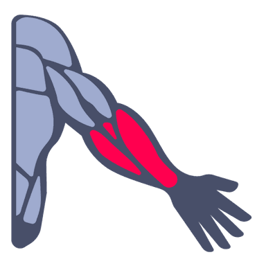 Lower Arms